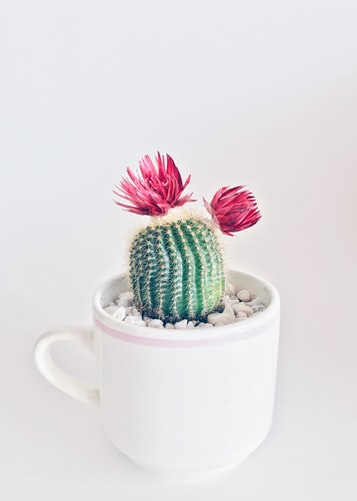 coffee img