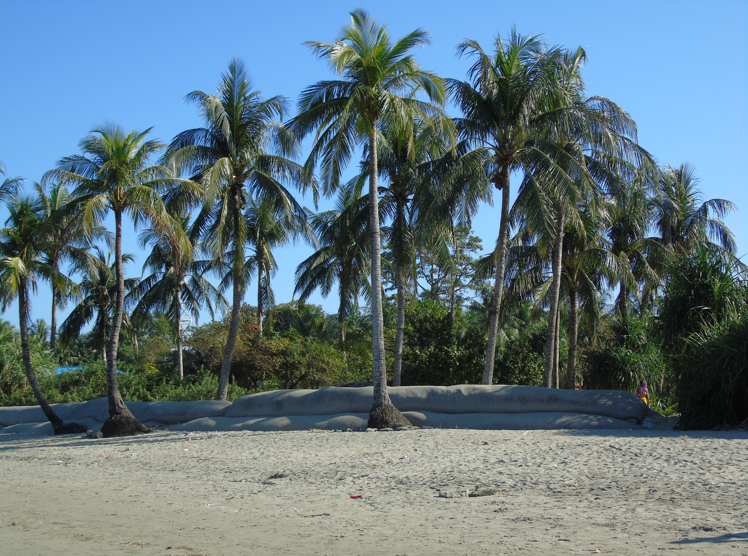 coconut tree img